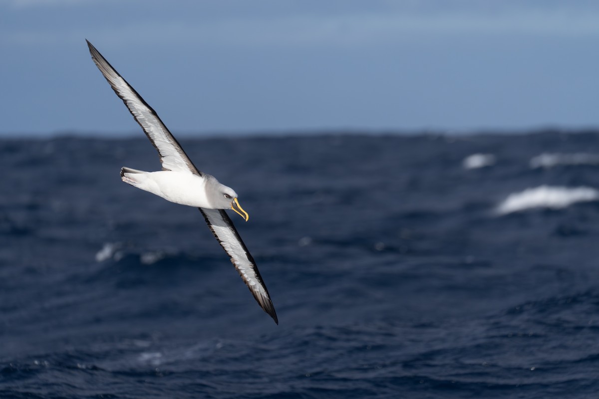 Buller albatrosa - ML646680184