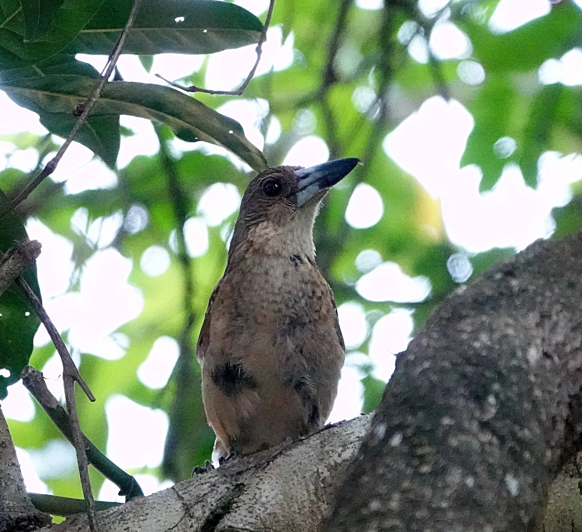 Mangrovekrähenstar - ML646680187