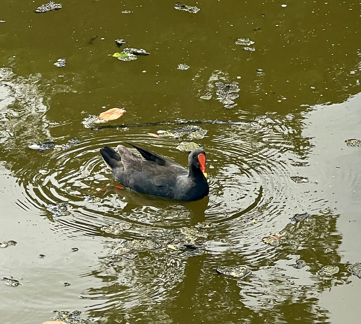 ネッタイバン - ML646680188