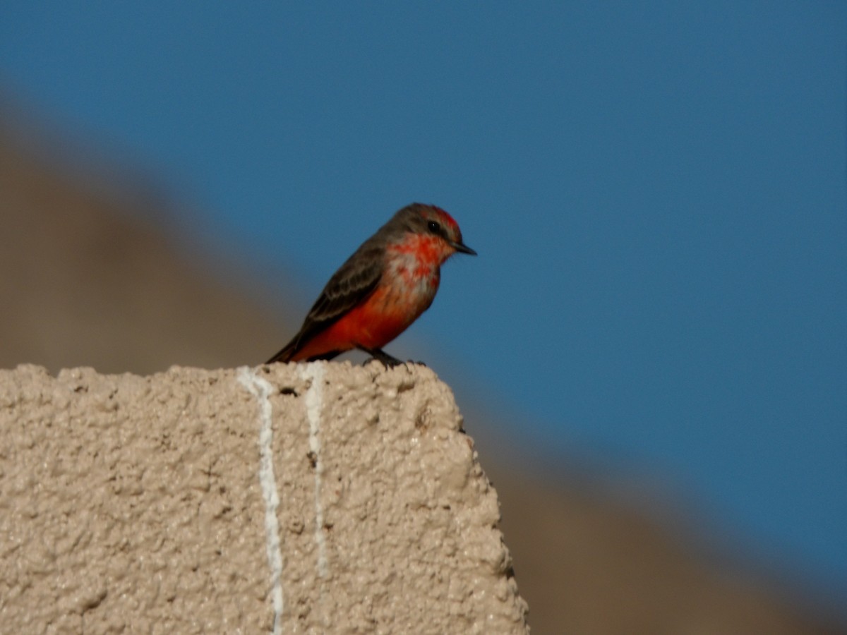 Vermilion Flycatcher - ML646680189