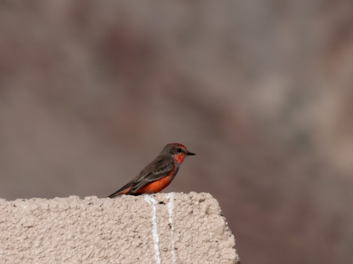 Vermilion Flycatcher - ML646680191