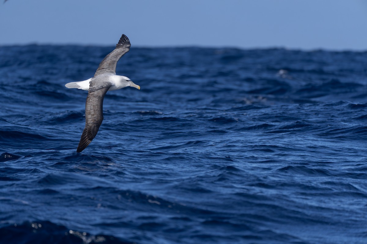 Mahçup Albatros - ML646680194