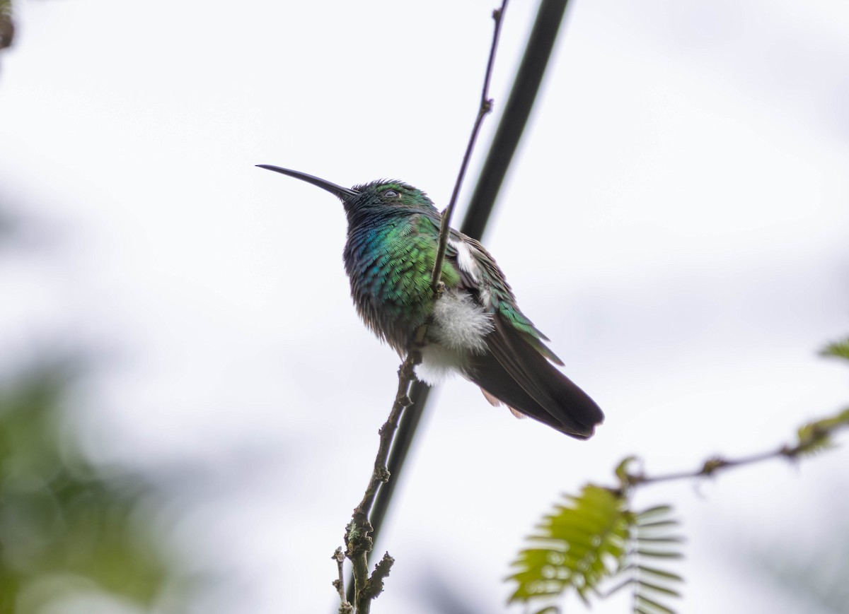 Green-breasted Mango - ML646680197