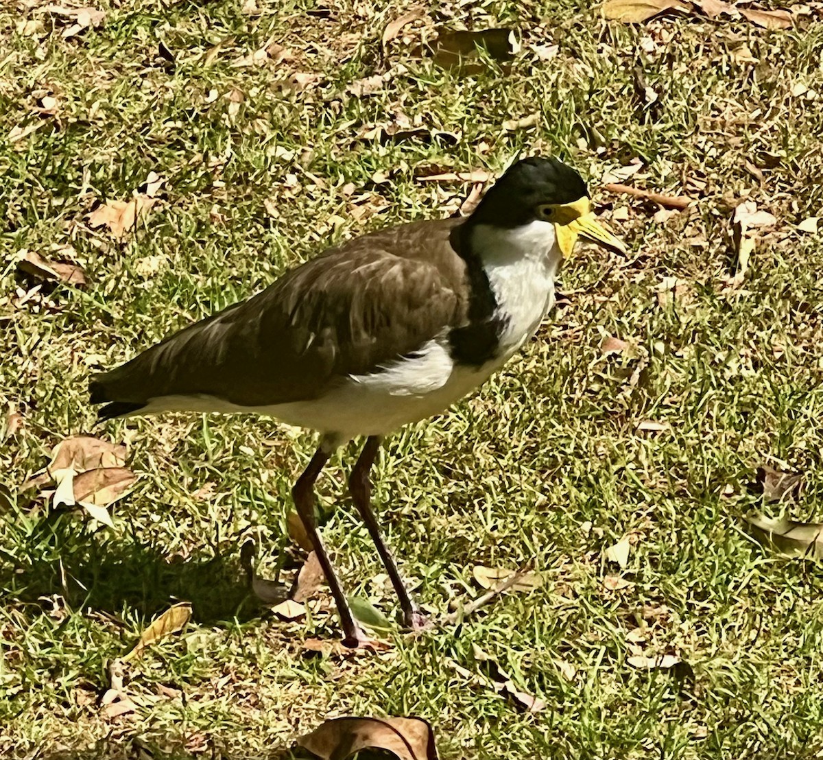 ズグロトサカゲリ（novaehollandiae） - ML646680198