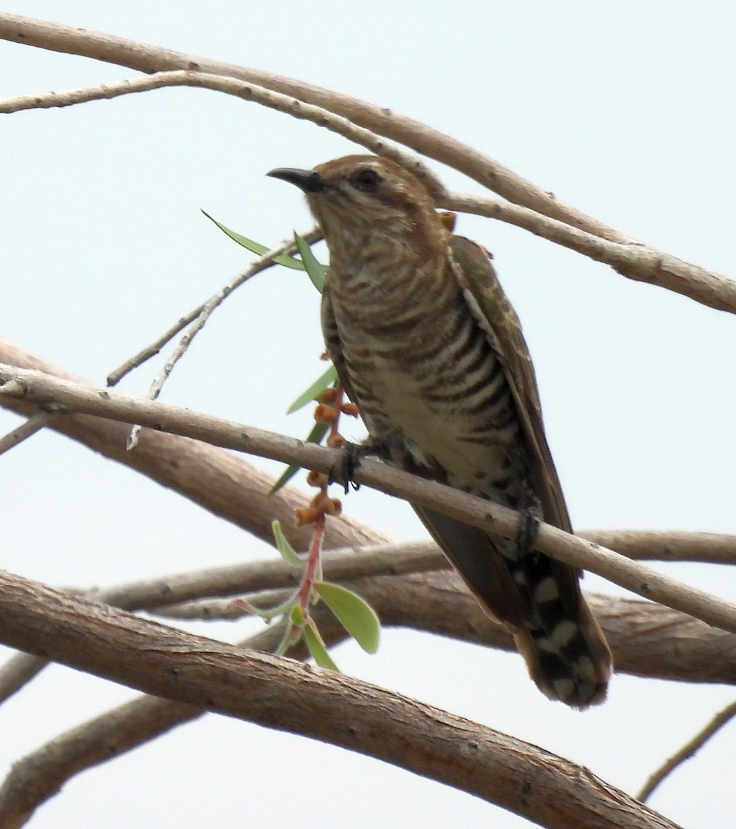 Horsfield's Bronze-Cuckoo - ML646680199