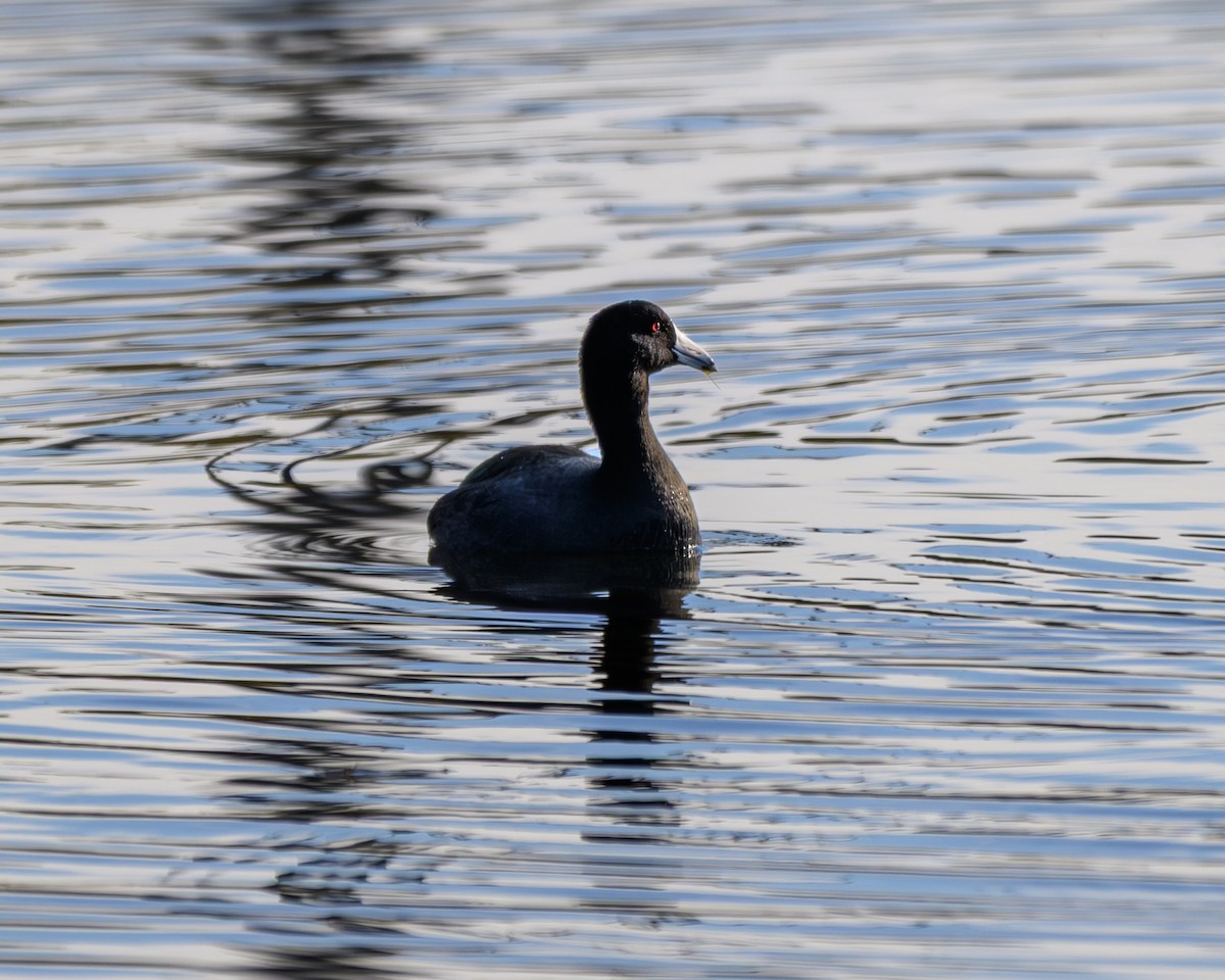 Focha Americana - ML646680200