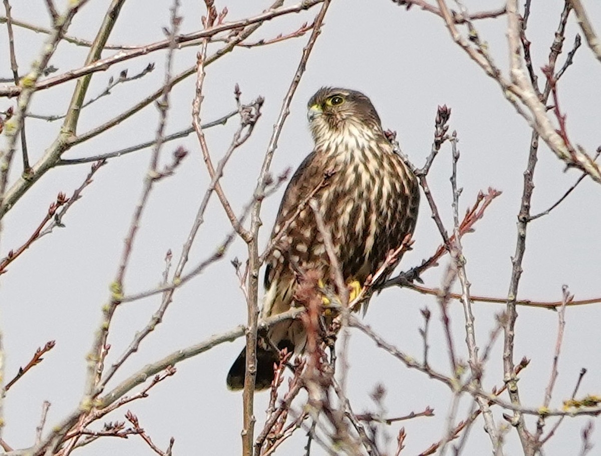 灰背隼 - ML646680206