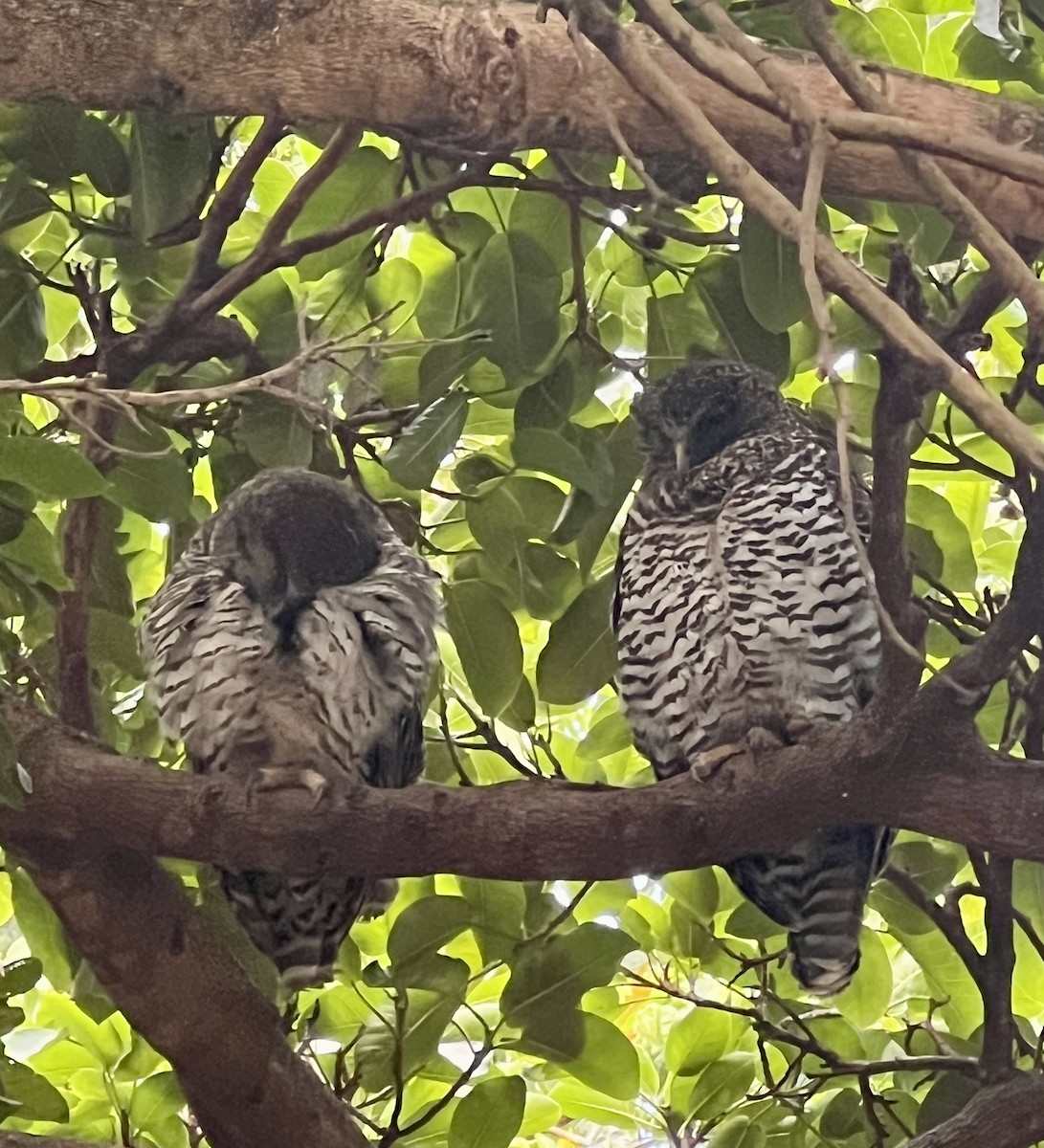 オニアオバズク - ML646680208