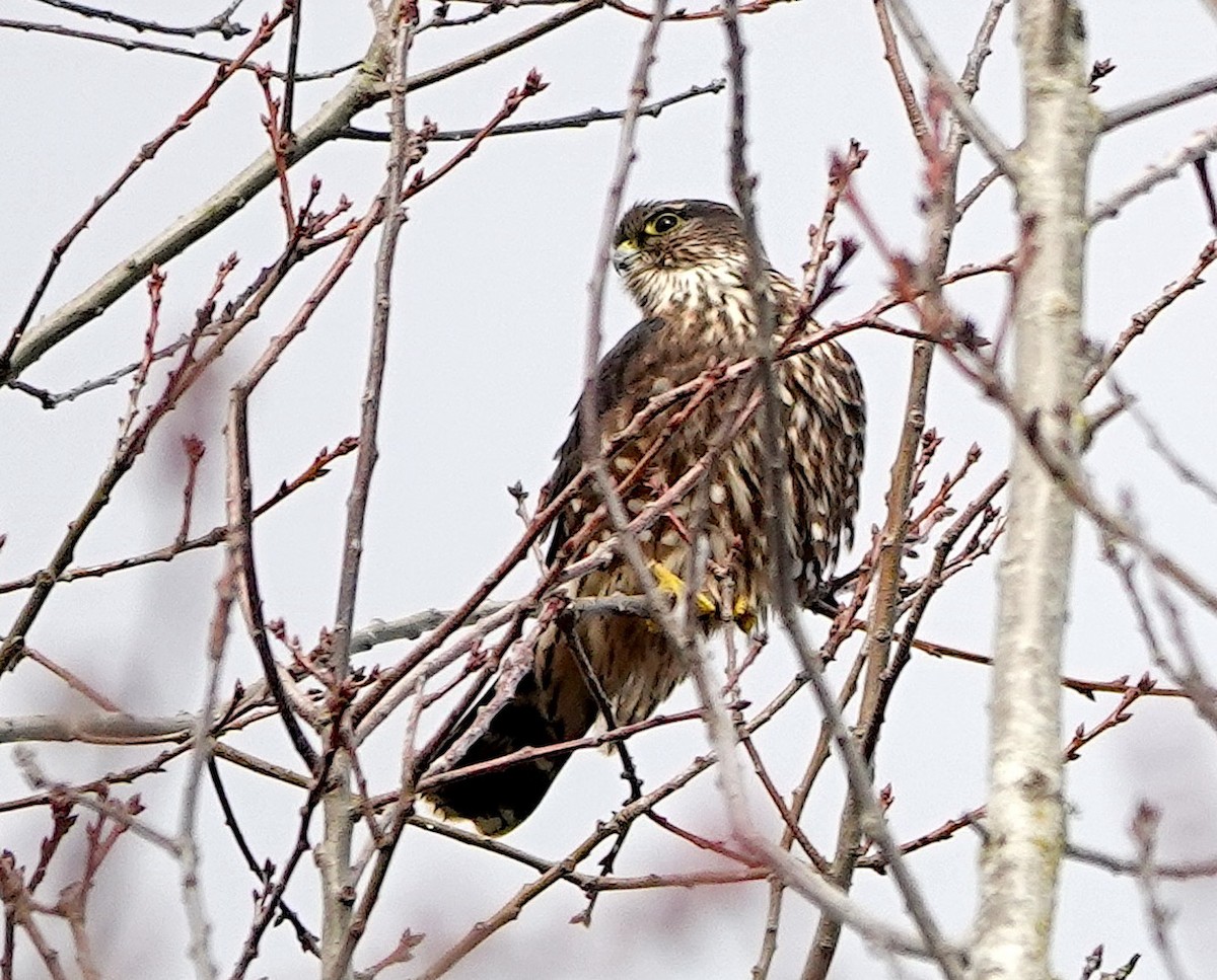 灰背隼 - ML646680209