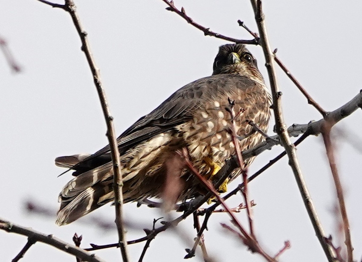 灰背隼 - ML646680211