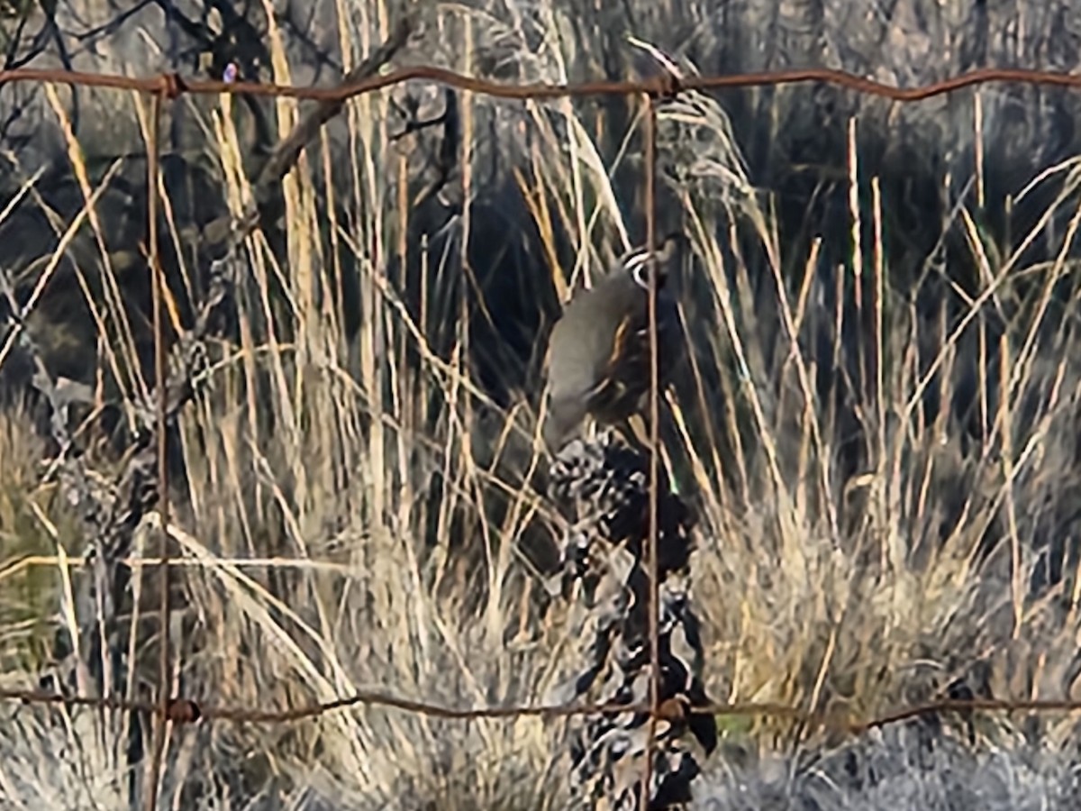 kaliforniavaktel - ML646680212