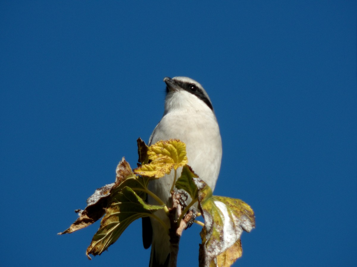 Pie-grièche migratrice - ML646680213