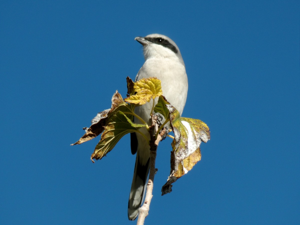 Pie-grièche migratrice - ML646680214