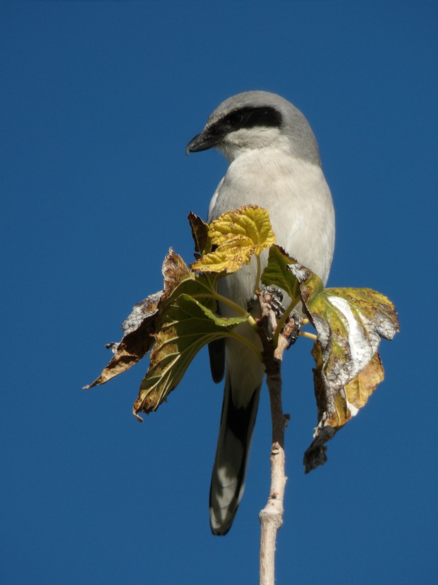 Pie-grièche migratrice - ML646680215