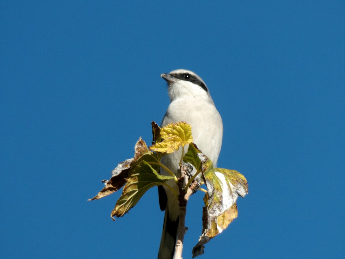 Pie-grièche migratrice - ML646680216