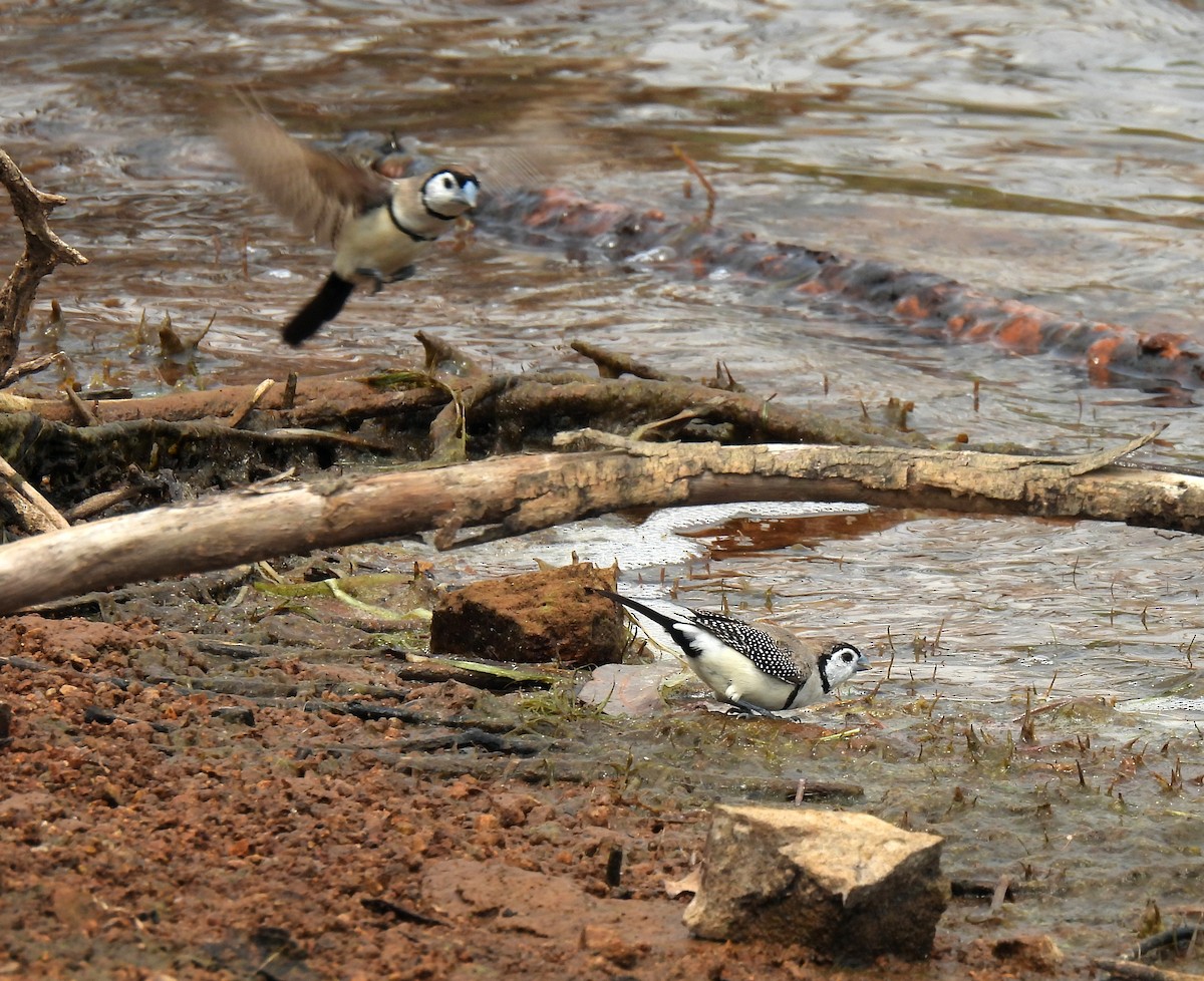 Double-barred Finch - ML646680218
