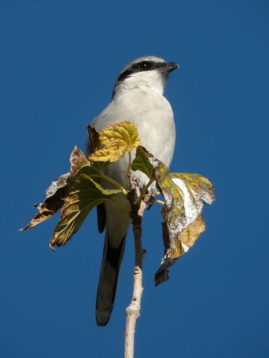 Pie-grièche migratrice - ML646680227