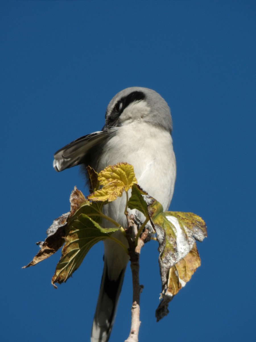 Pie-grièche migratrice - ML646680228