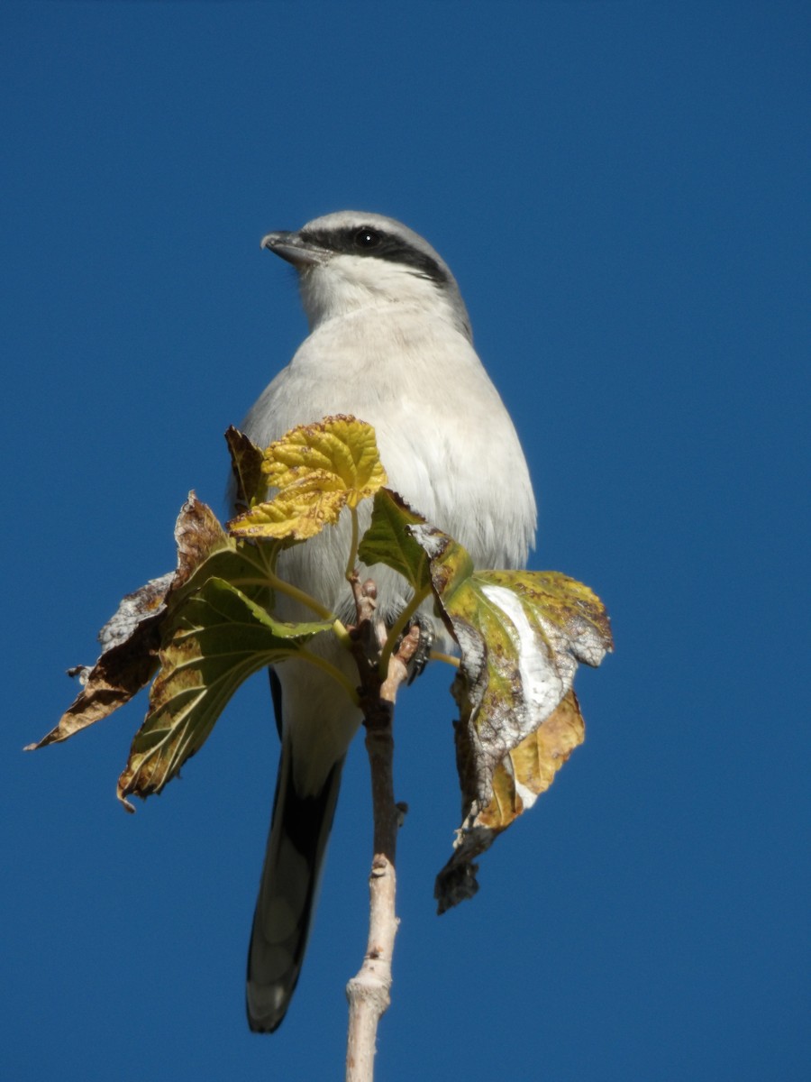 Pie-grièche migratrice - ML646680229