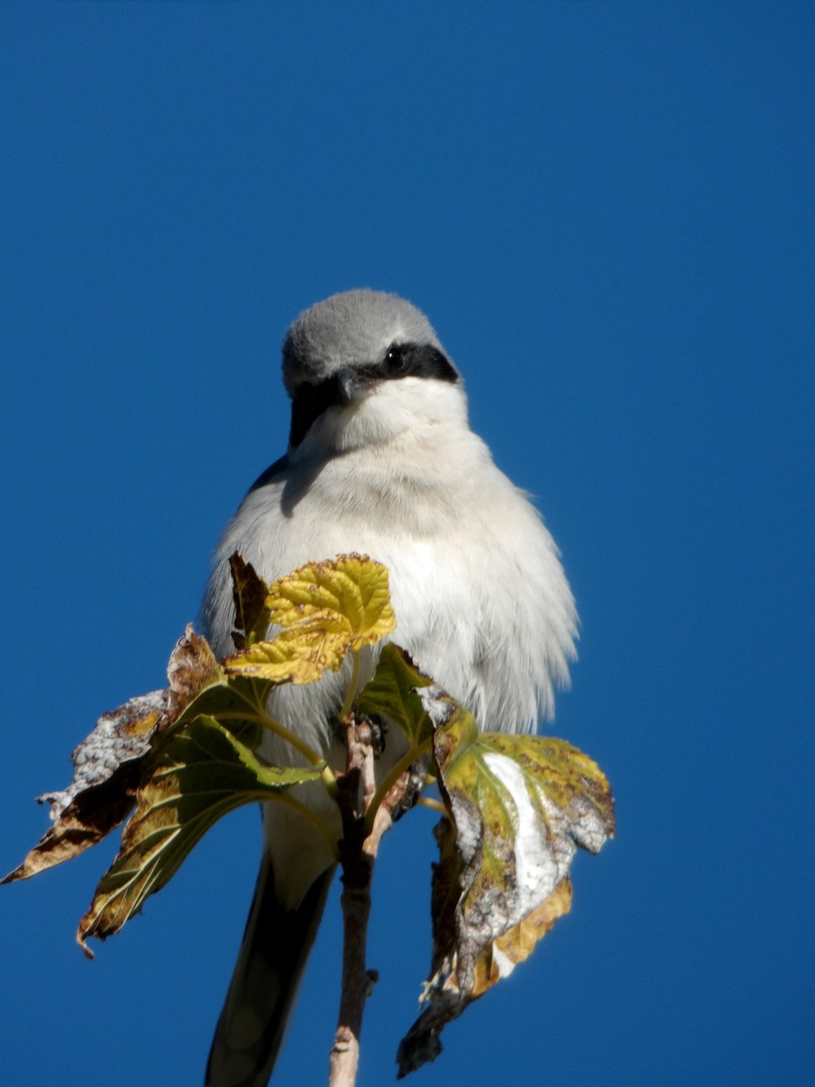 Pie-grièche migratrice - ML646680230