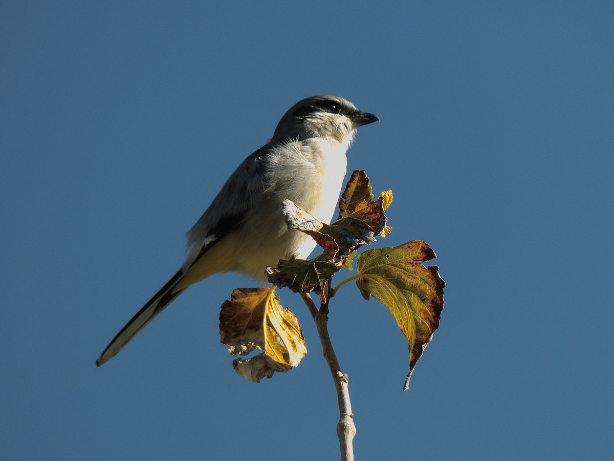 Pie-grièche migratrice - ML646680240