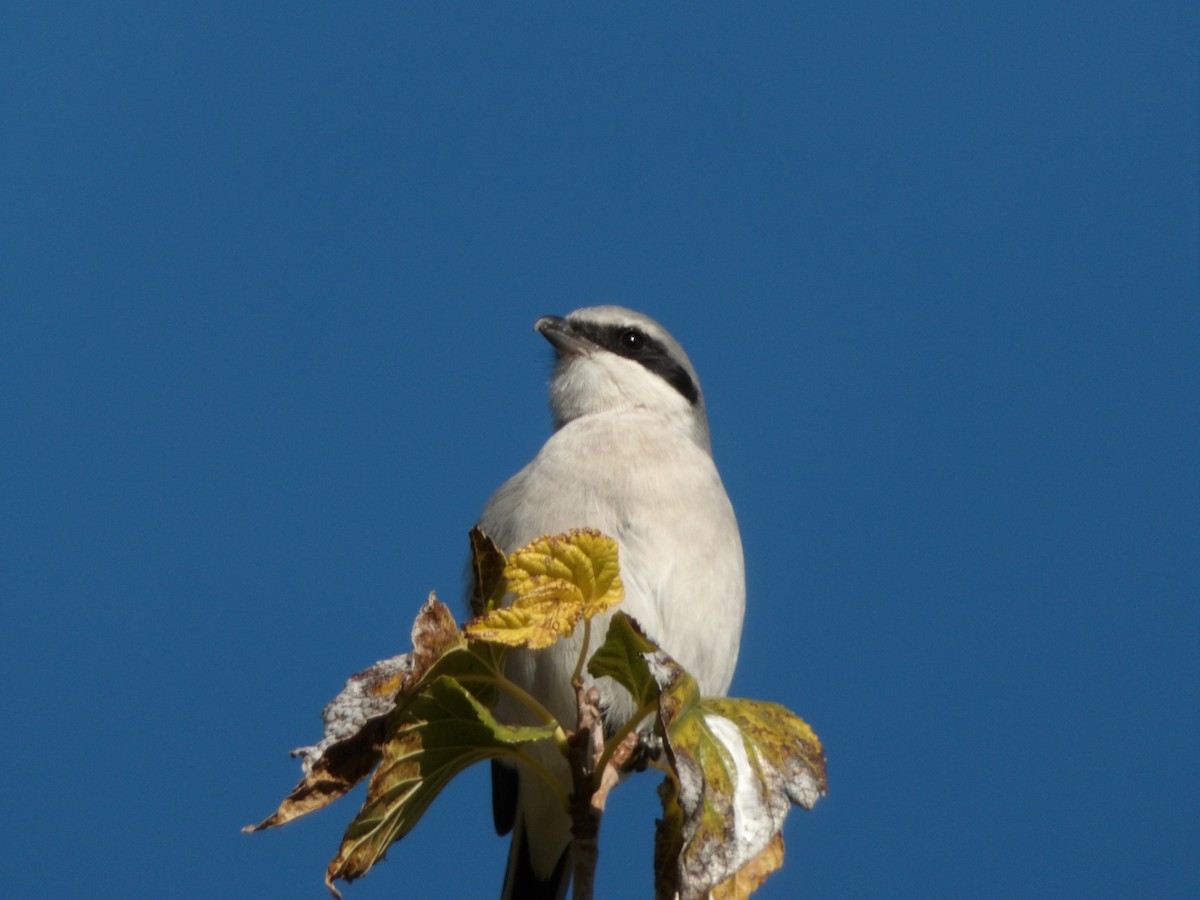Pie-grièche migratrice - ML646680241