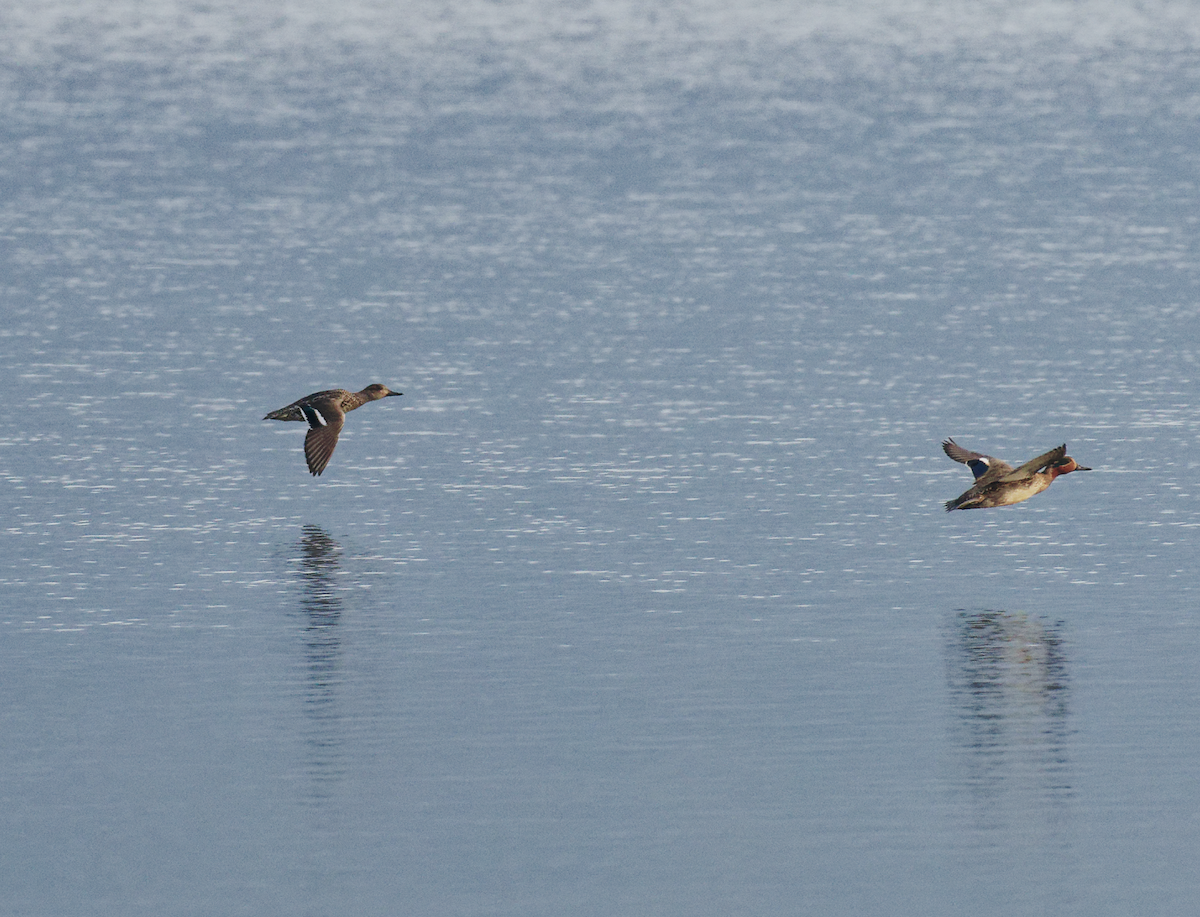 Krickente - ML646680243