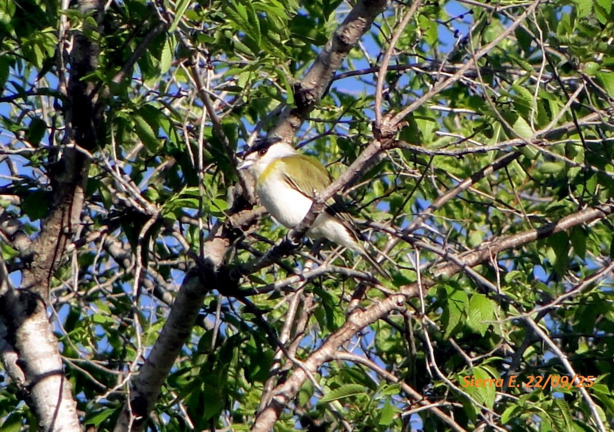 Green-backed Becard - ML646680253