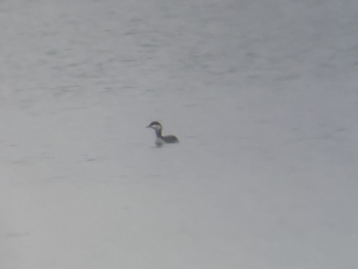 potápka žlutorohá - ML646680254