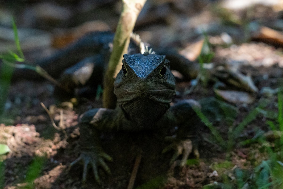 Гаттерия - ML646680257