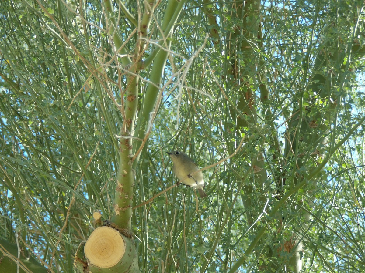 Ruby-crowned Kinglet - ML646680259