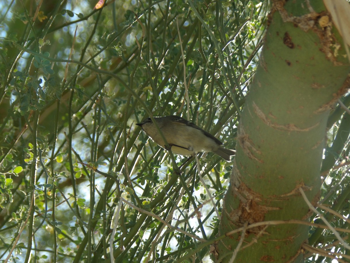 Ruby-crowned Kinglet - ML646680260