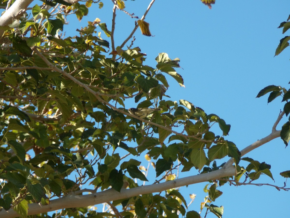 Ruby-crowned Kinglet - ML646680261