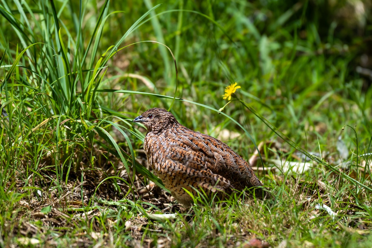 Бурый перепел - ML646680262
