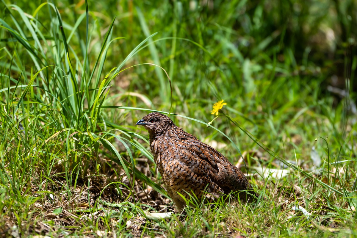 Бурый перепел - ML646680263