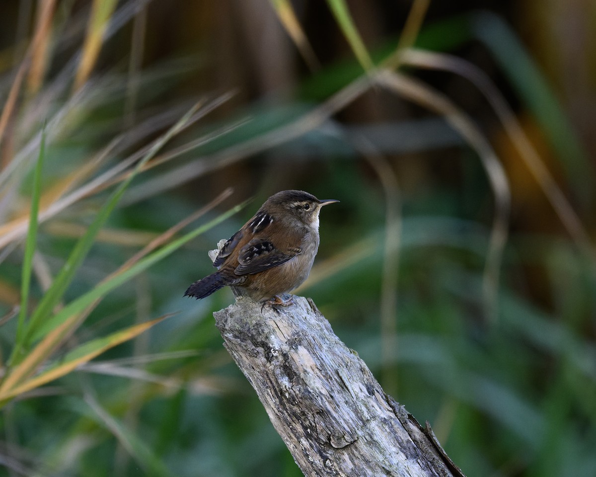 Marsh Wren - ML646680277