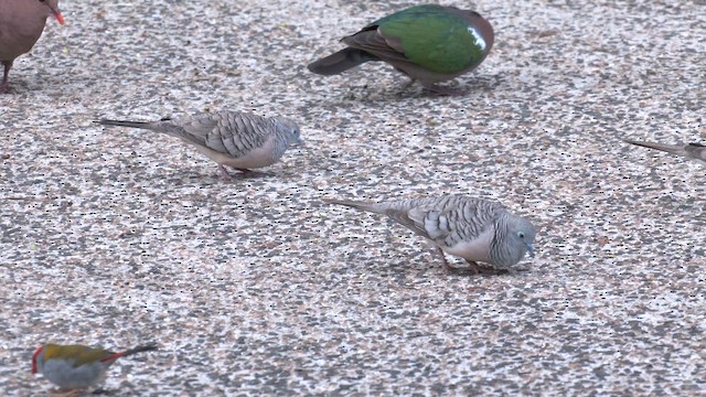 Uysal Kumru - ML646680278