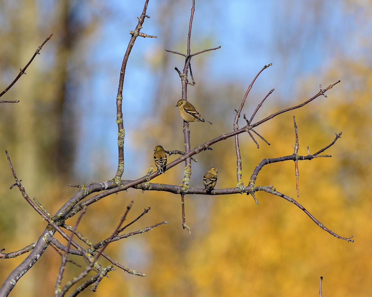 American Goldfinch - ML646680279