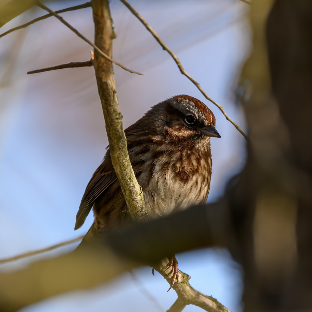 Song Sparrow - ML646680280