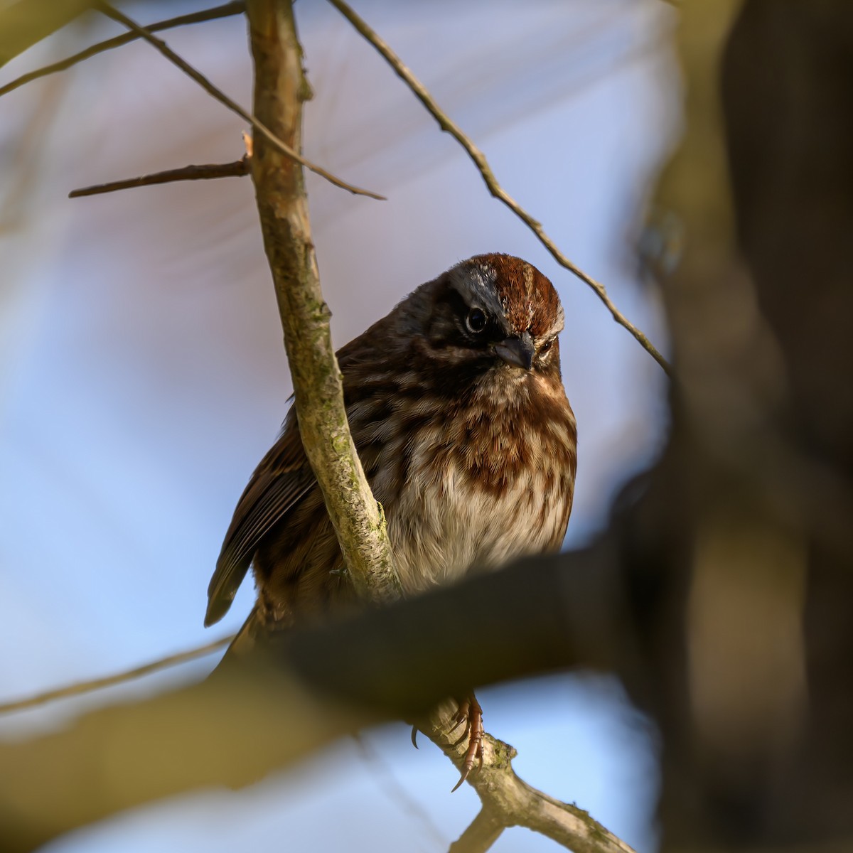 Song Sparrow - ML646680281