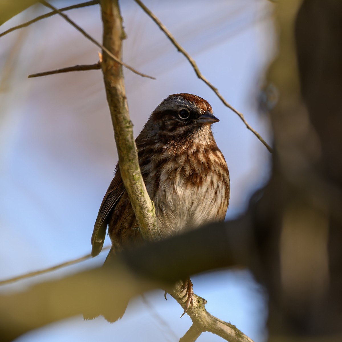 Song Sparrow - ML646680282