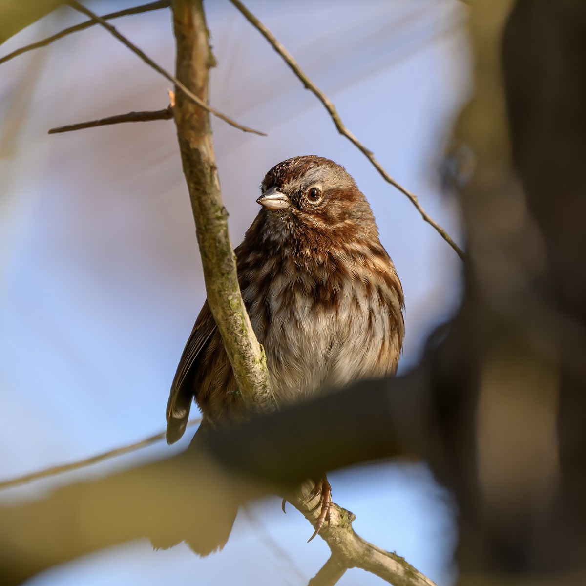 Song Sparrow - ML646680283