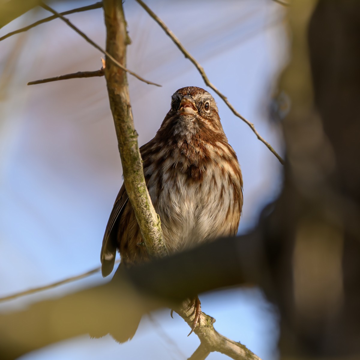 Song Sparrow - ML646680284