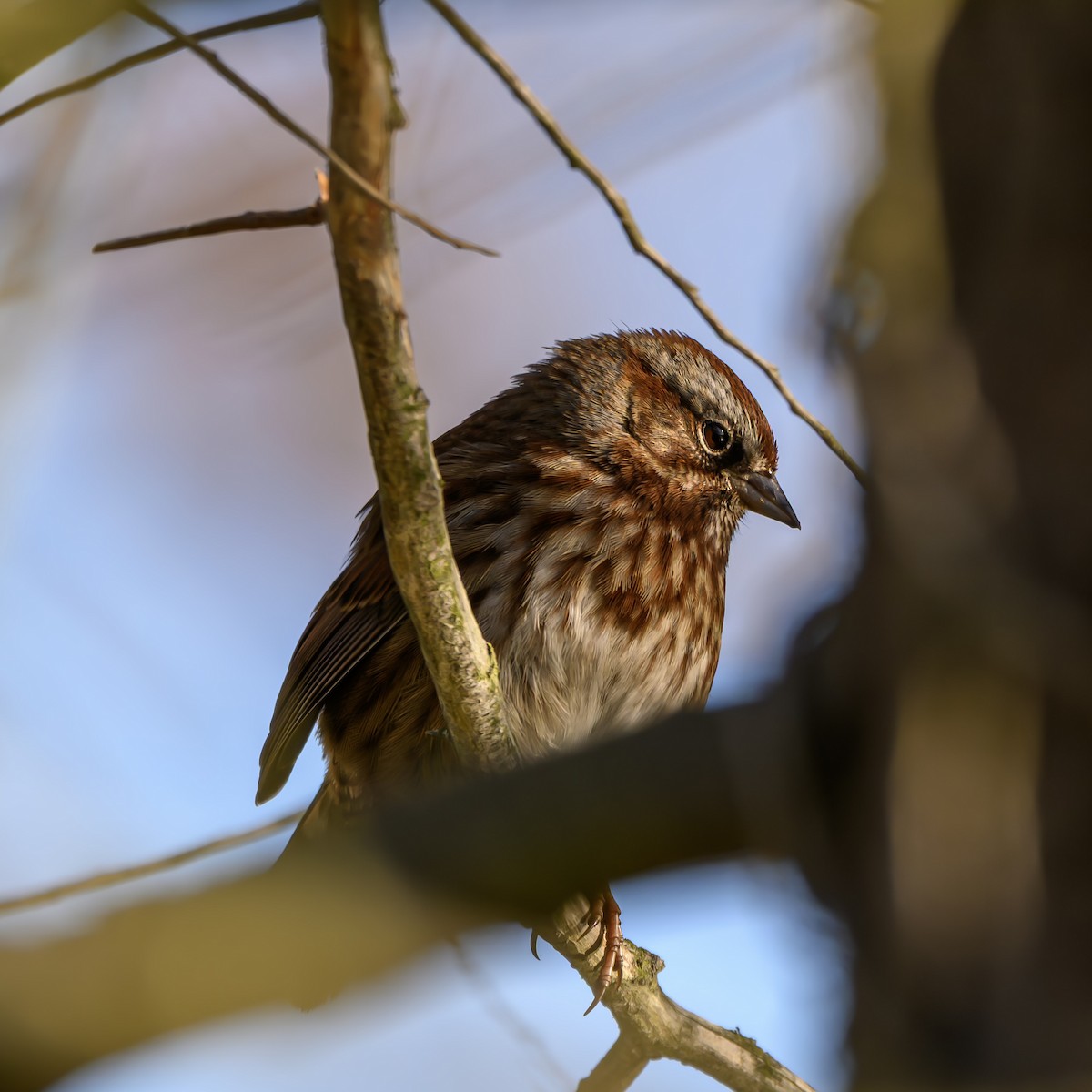 Song Sparrow - ML646680285