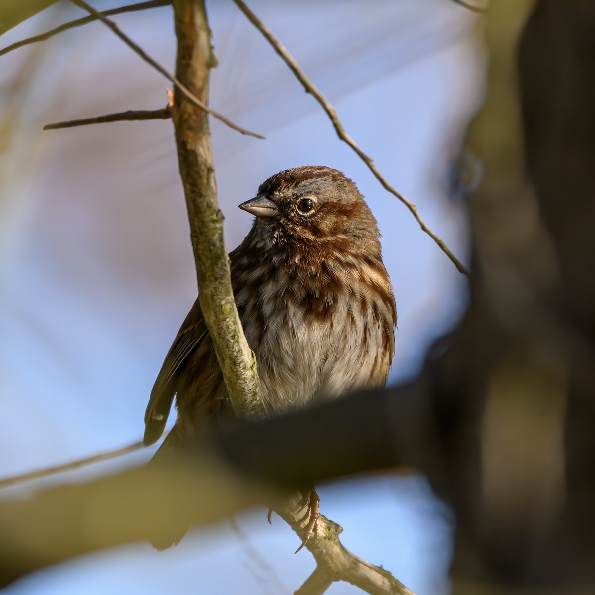 Song Sparrow - ML646680286