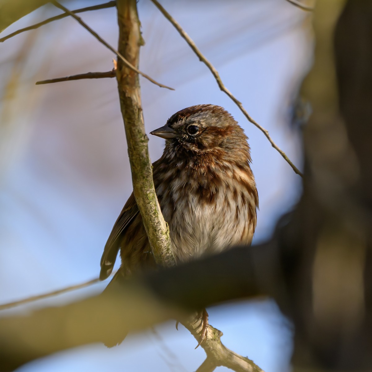 Song Sparrow - ML646680287