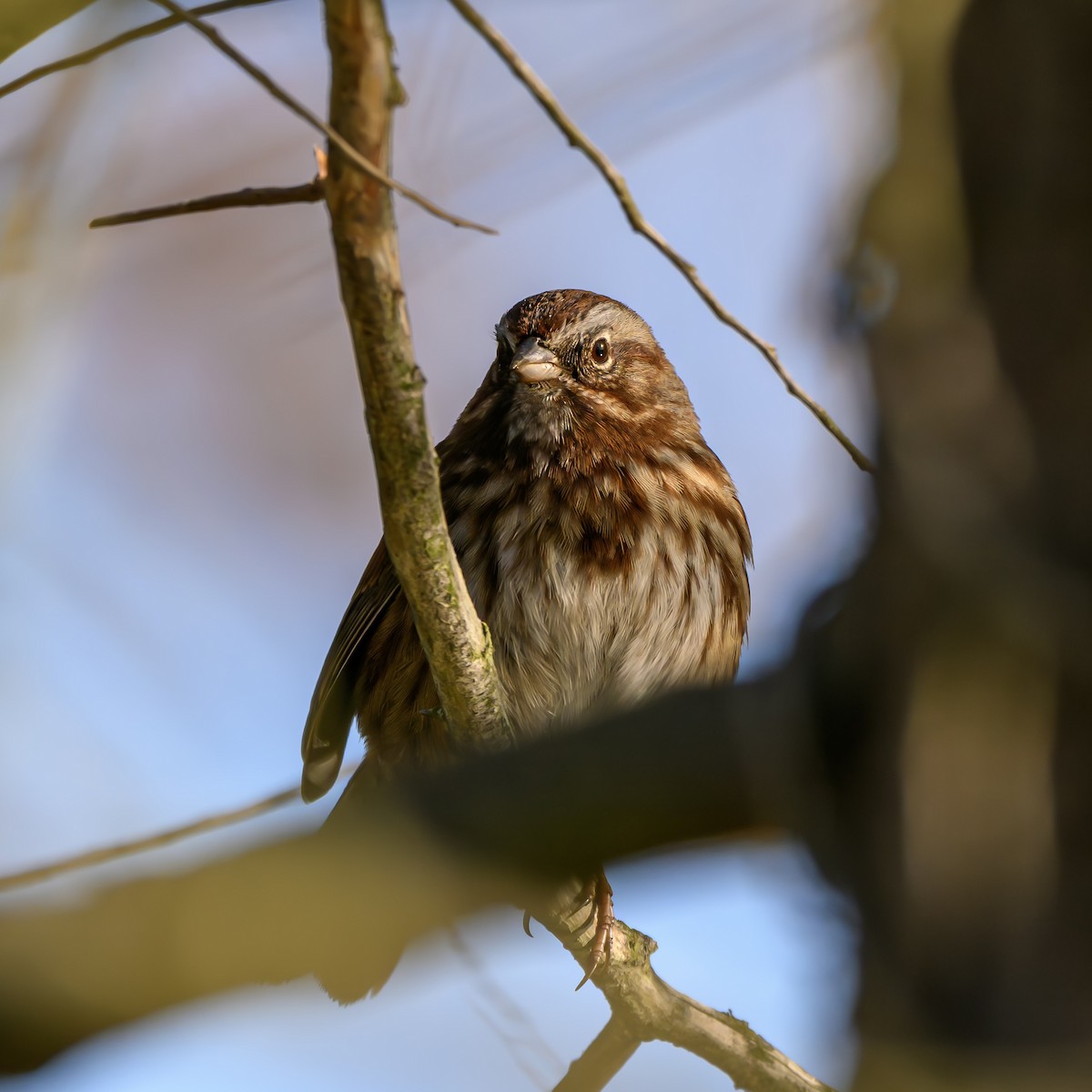 Song Sparrow - ML646680288
