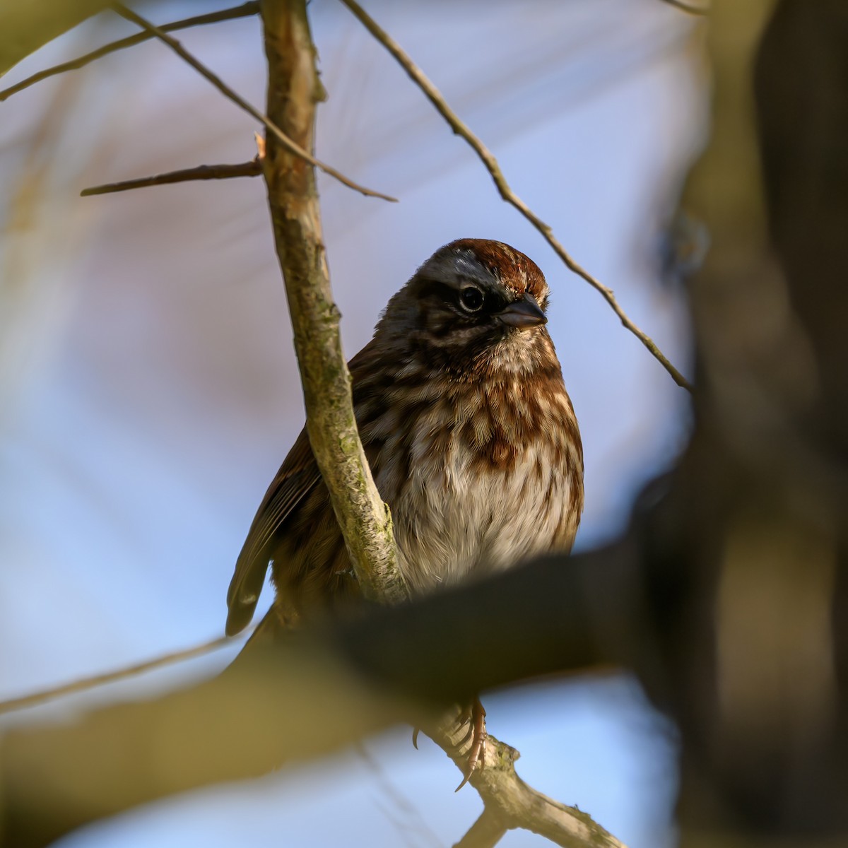 Song Sparrow - ML646680289