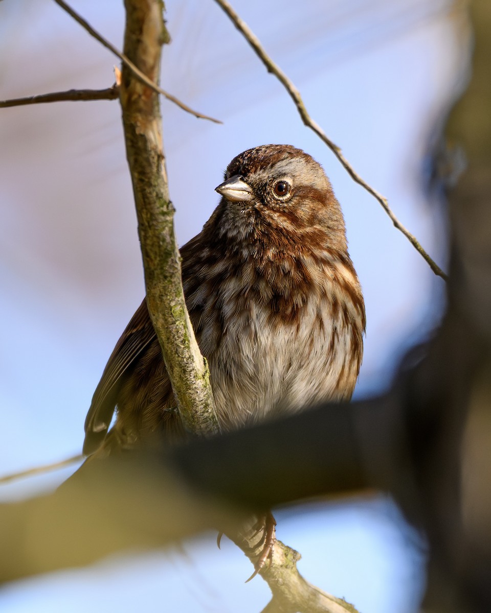 Song Sparrow - ML646680290
