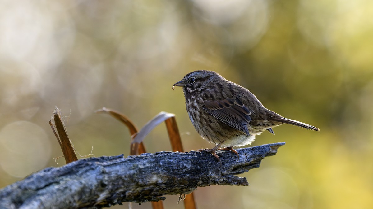 Song Sparrow - ML646680291